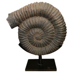 Sculpture en Ammonite noire sur pied, Indonésie, contemporaine