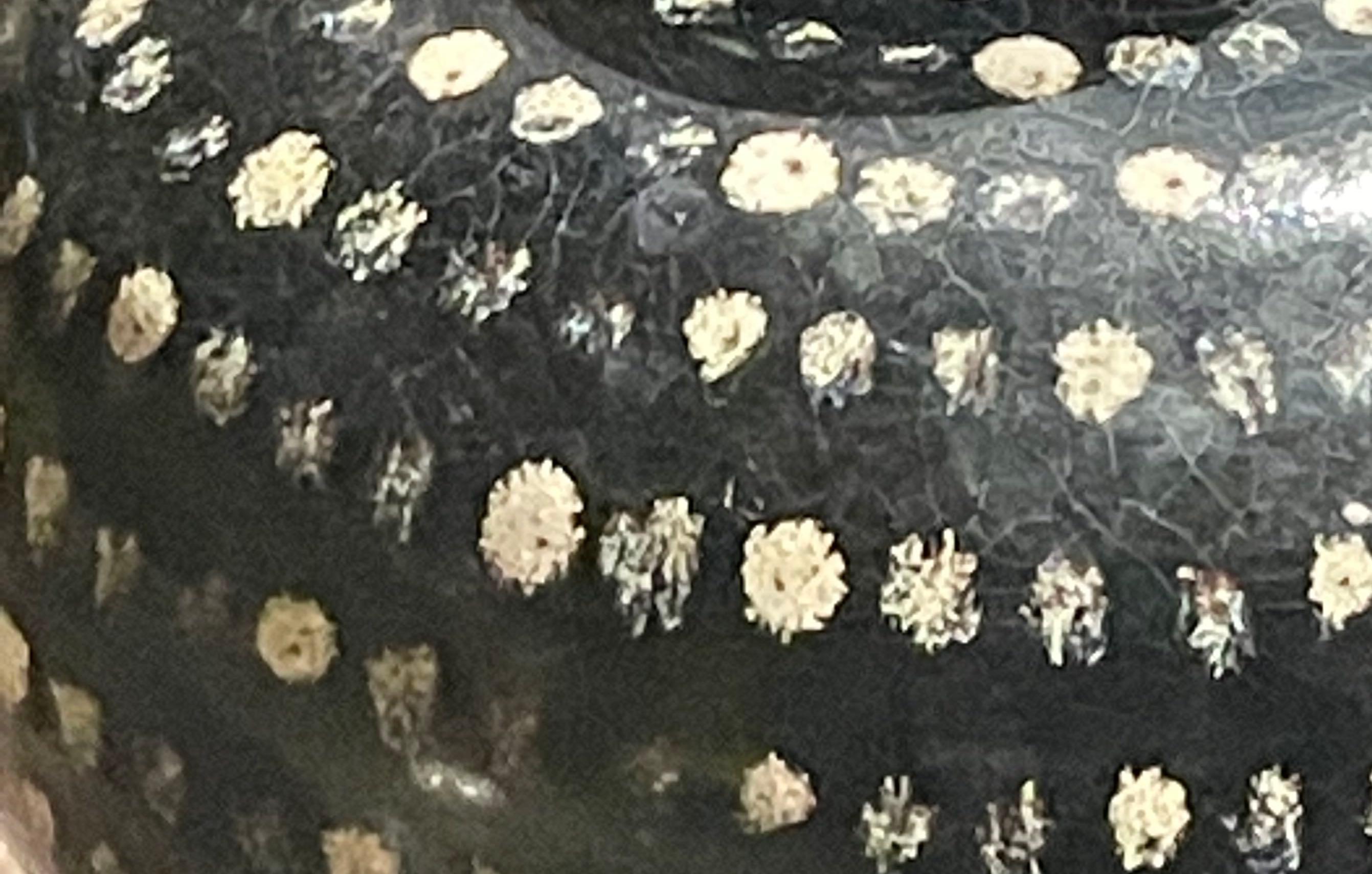 Schwarz-cremefarbene gepunktete Vase, China, zeitgenössisch im Zustand „Neu“ im Angebot in New York, NY