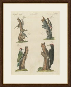 Black and Green Woodpeckers with Nuthatch, Antique Bertuch Print, circa 1805