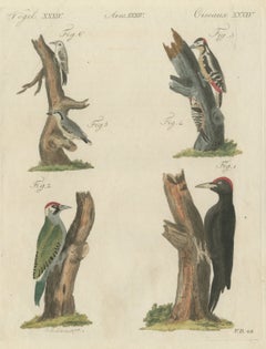 Black and Green Woodpeckers with Nuthatch, Antique Bertuch Print, circa 1805