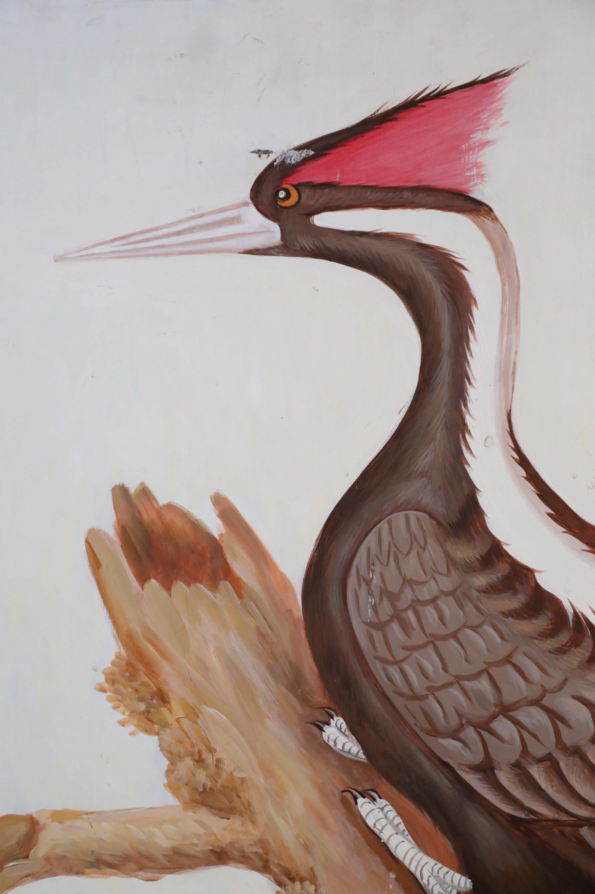 pileated woodpecker oklahoma