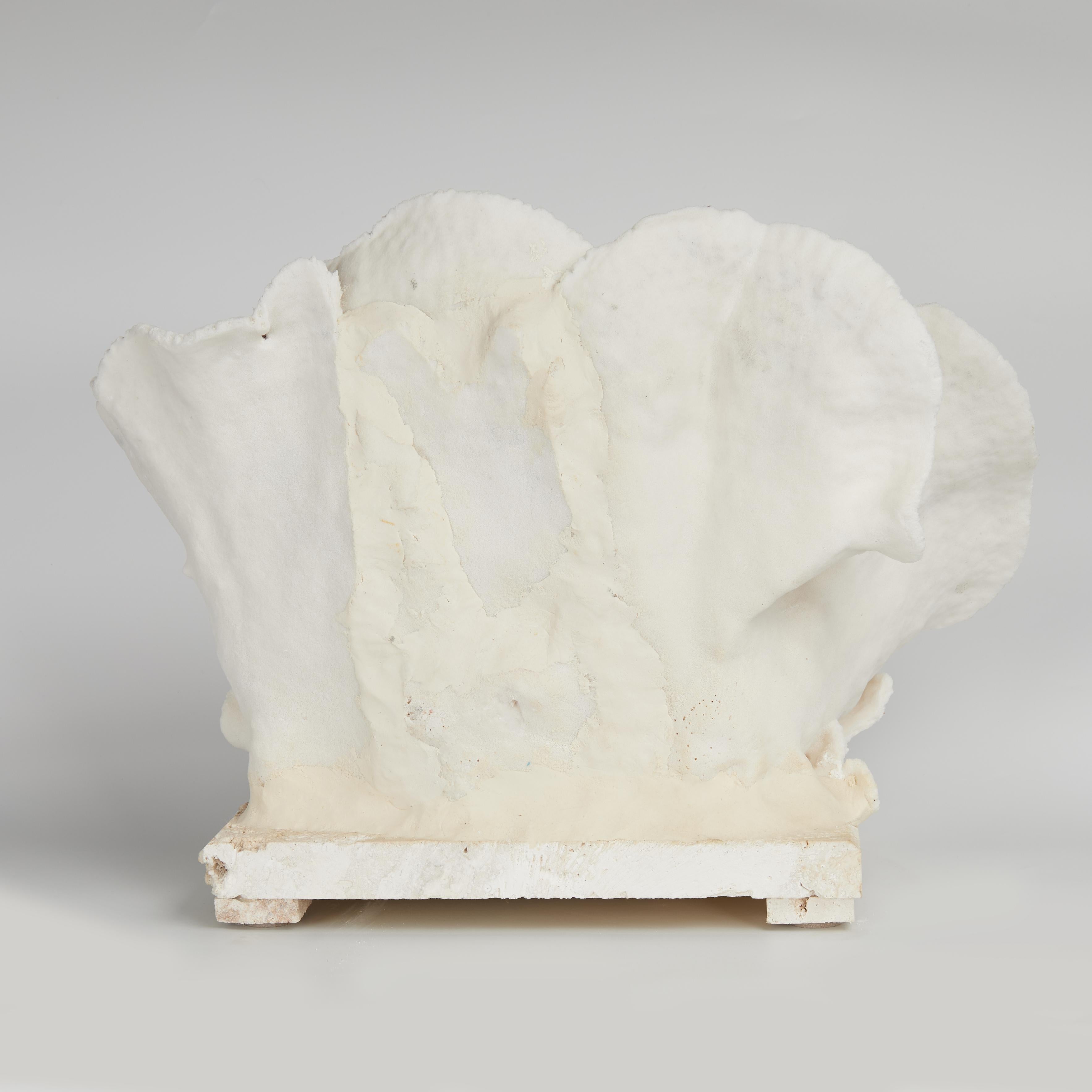 Centre de table en corail en forme de coupe, noir et blanc, sur pierre de Coquina en vente 1