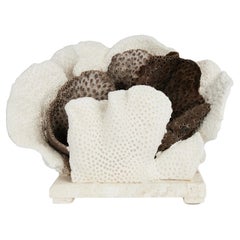 Black and White Cup Coral Centerpiece on Coquina Stone