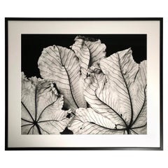 Black and White Photograph of Cecropia Leaves