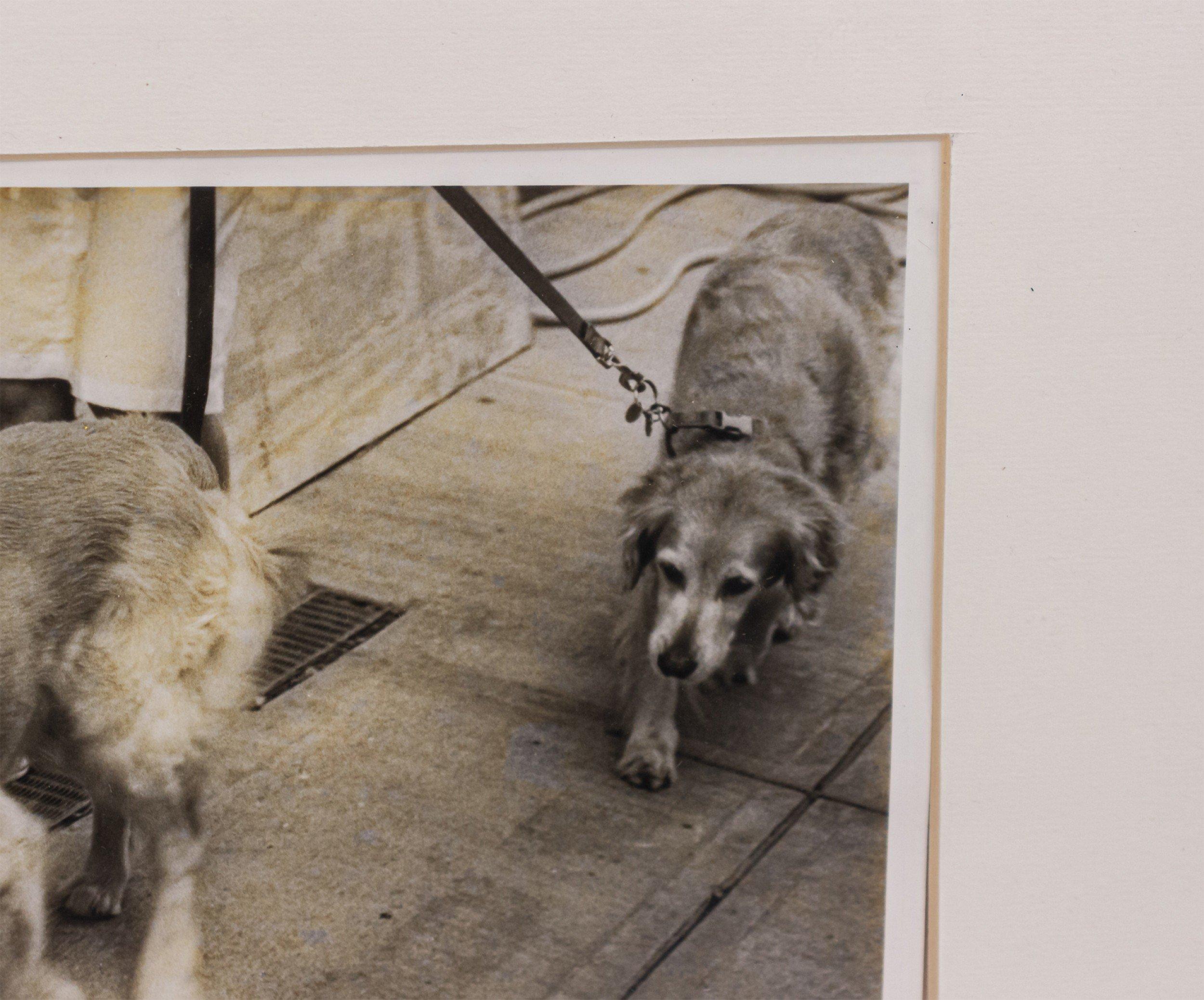 Black and white photograph in a black frame of two dogs walking on leashes by Shelley Harrison.
  