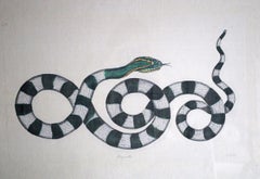 Serpiente en blanco y negro Acuarela de L.R. Laffitte