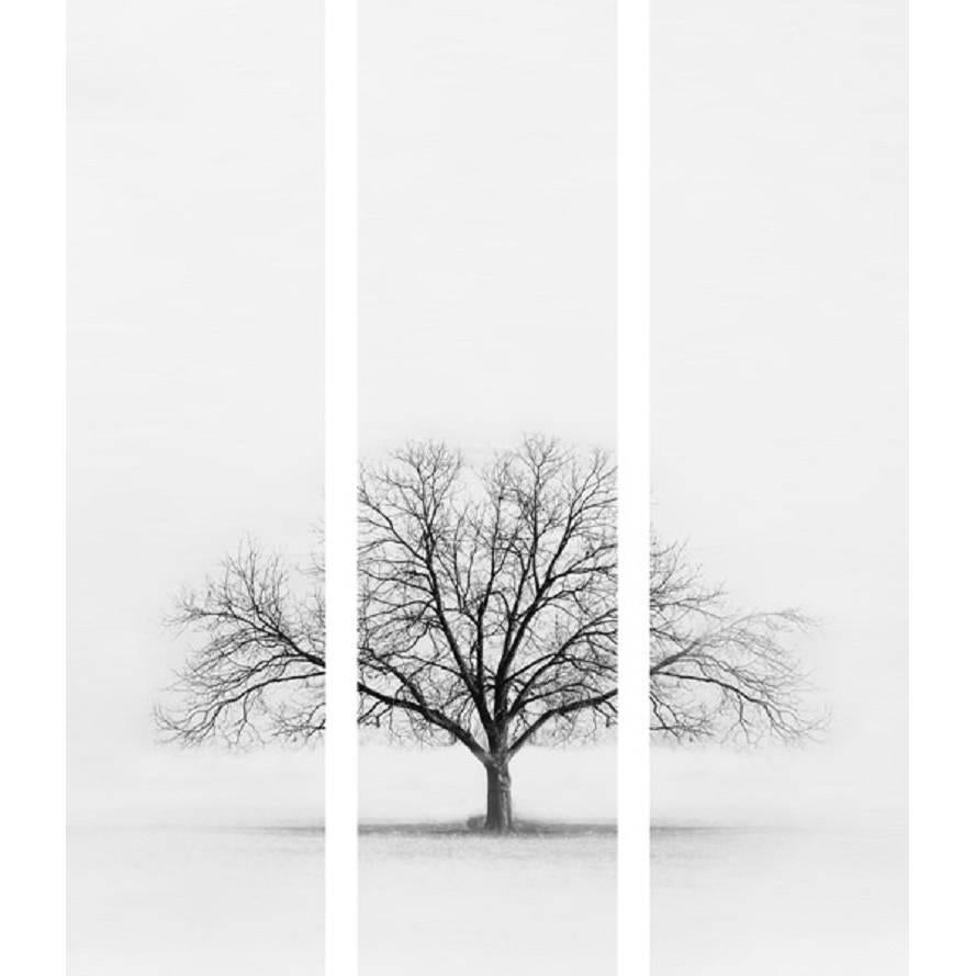 Black and White Tree Triptych For Sale