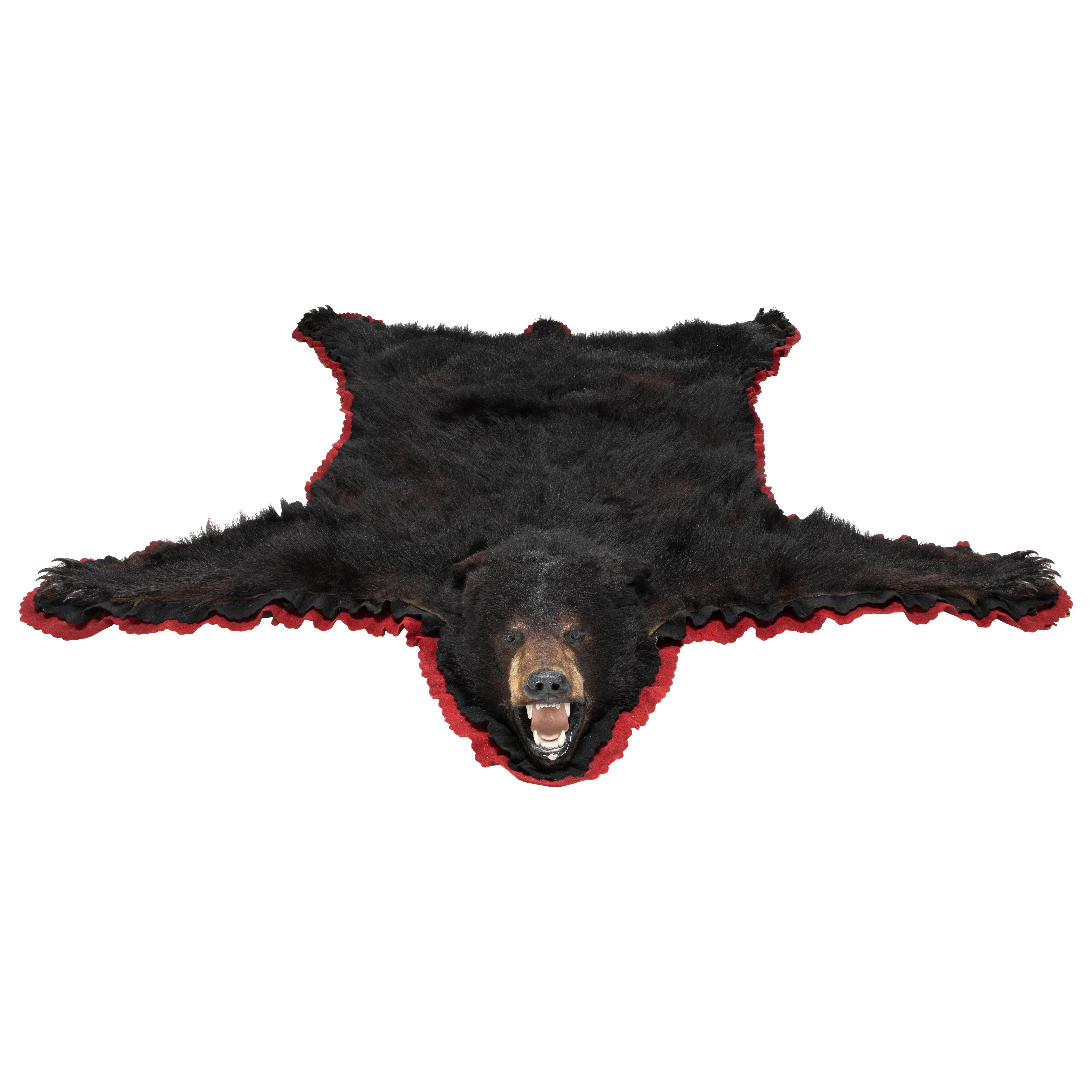 American Black Bear Taxidermy Rug For Sale