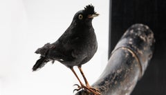 Black Bird Mounted on Antique Black Wood Arm
