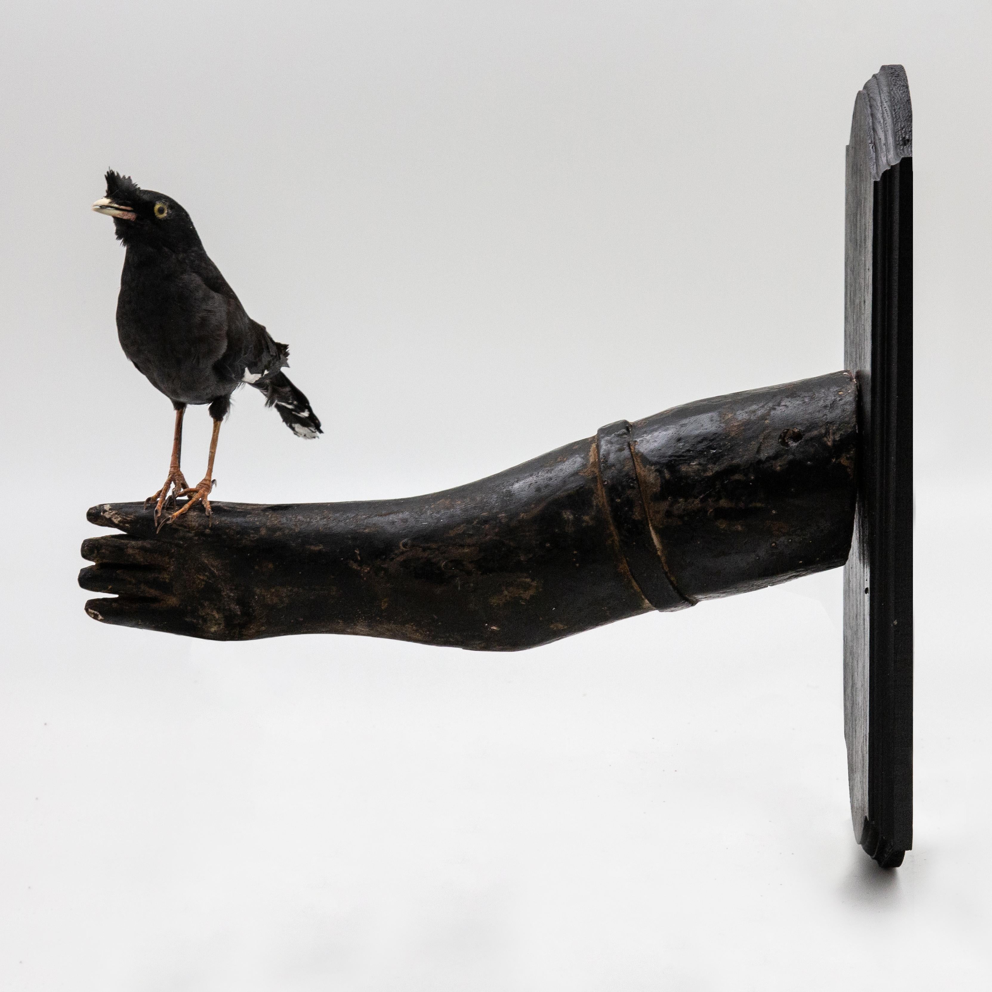 North American Black Bird Mounted on Antique Black Wood Arm