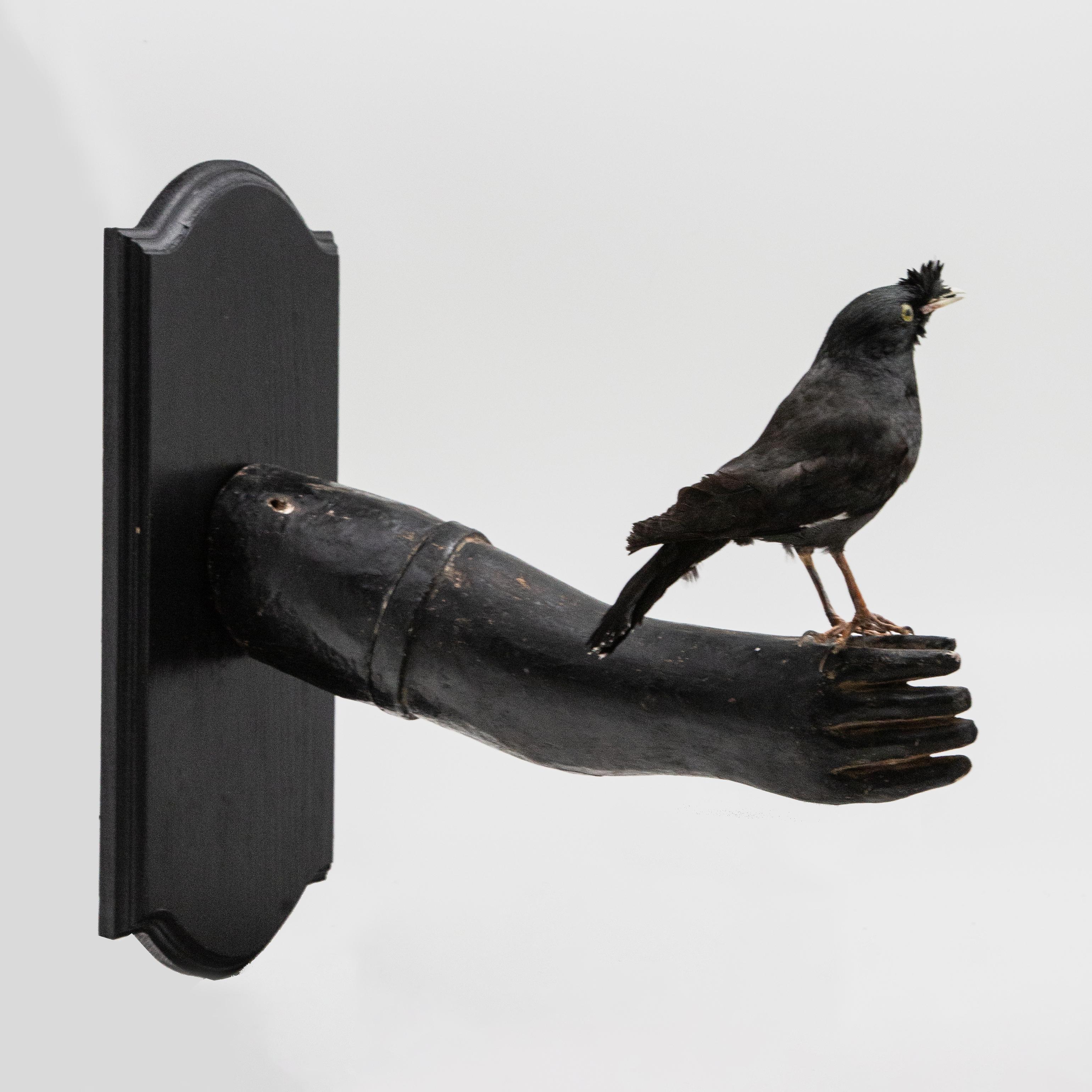 20th Century Black Bird Mounted on Antique Black Wood Arm