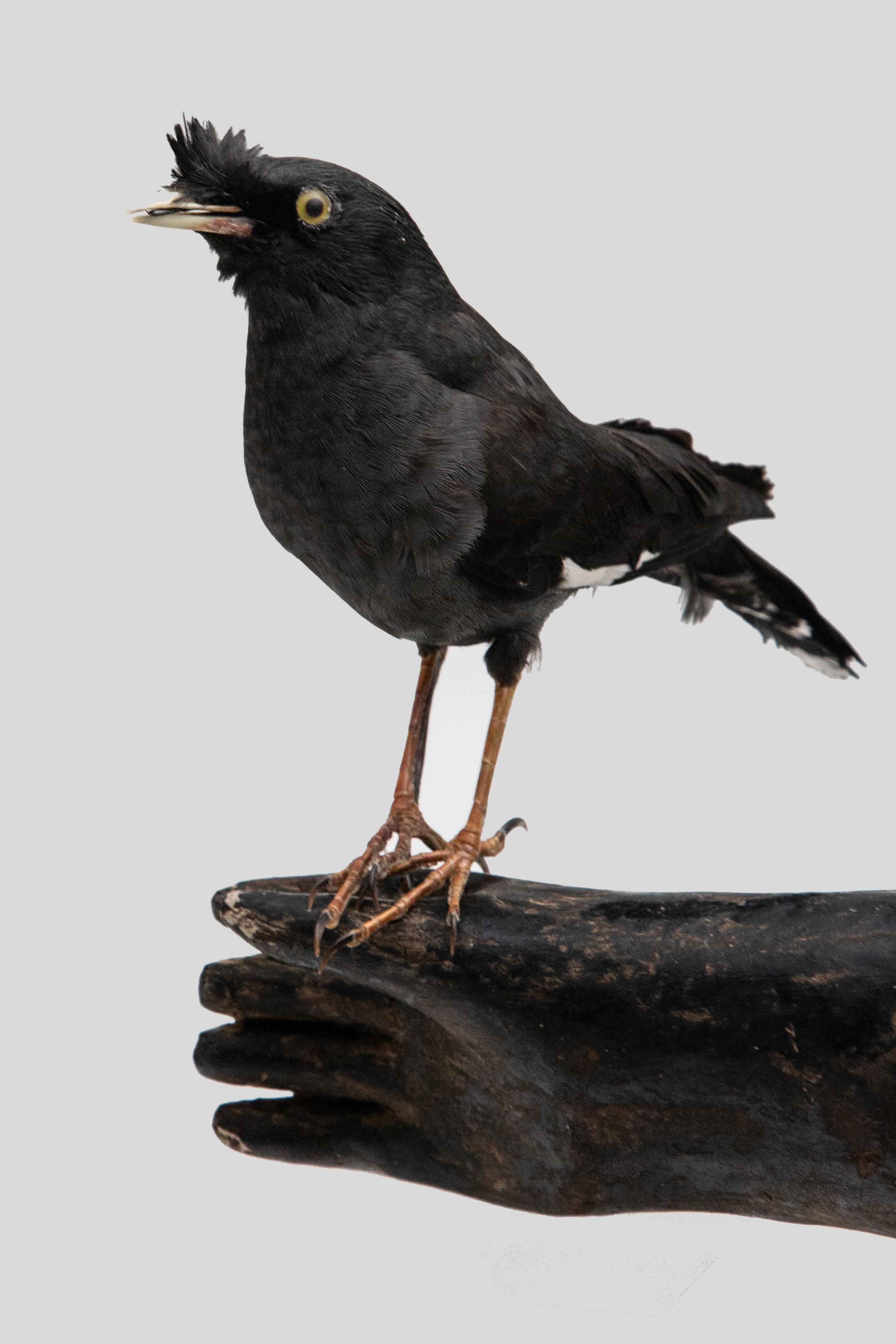 Black Bird Mounted on Antique Black Wood Arm 1