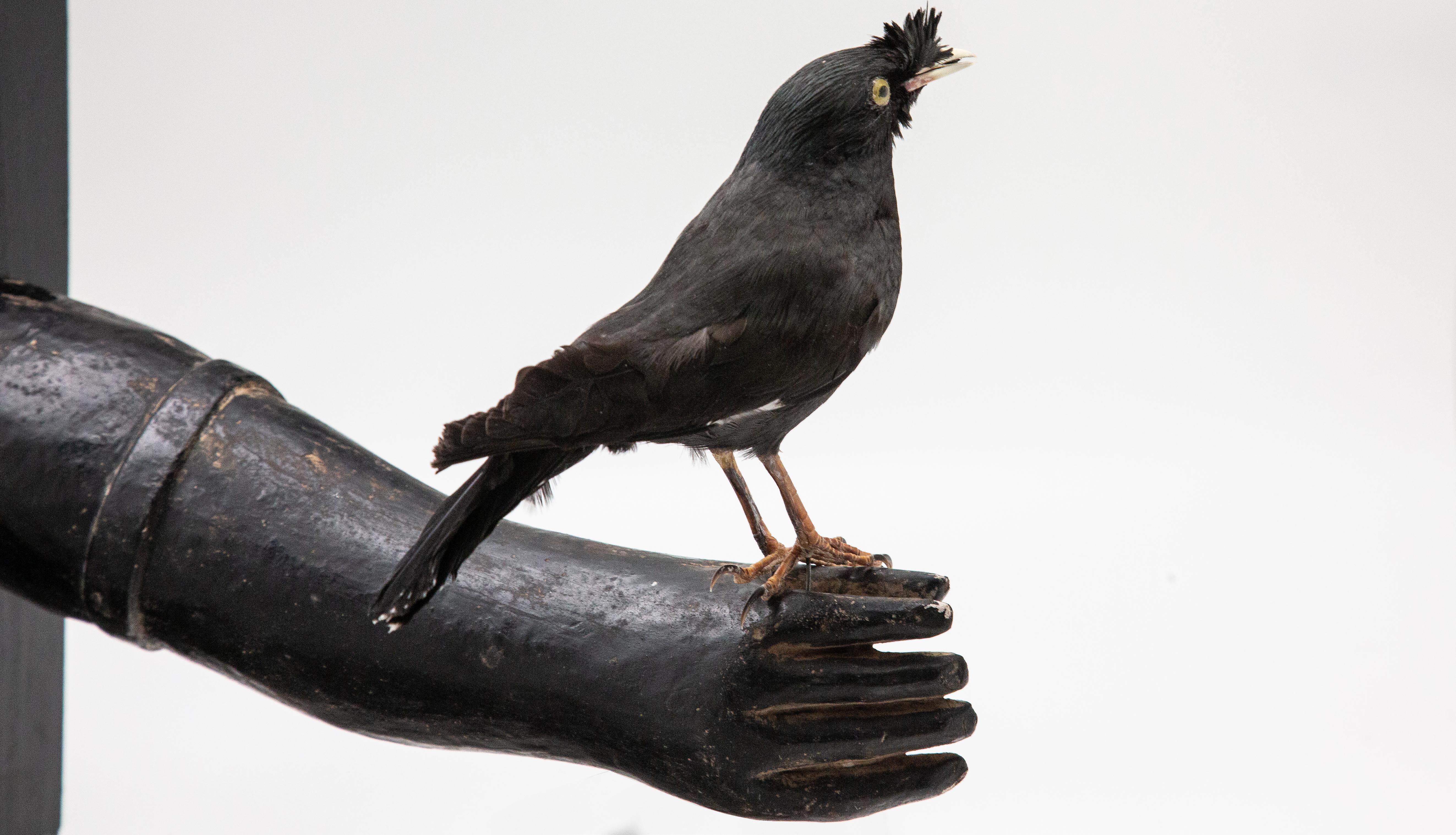 Black Bird Mounted on Antique Black Wood Arm 2