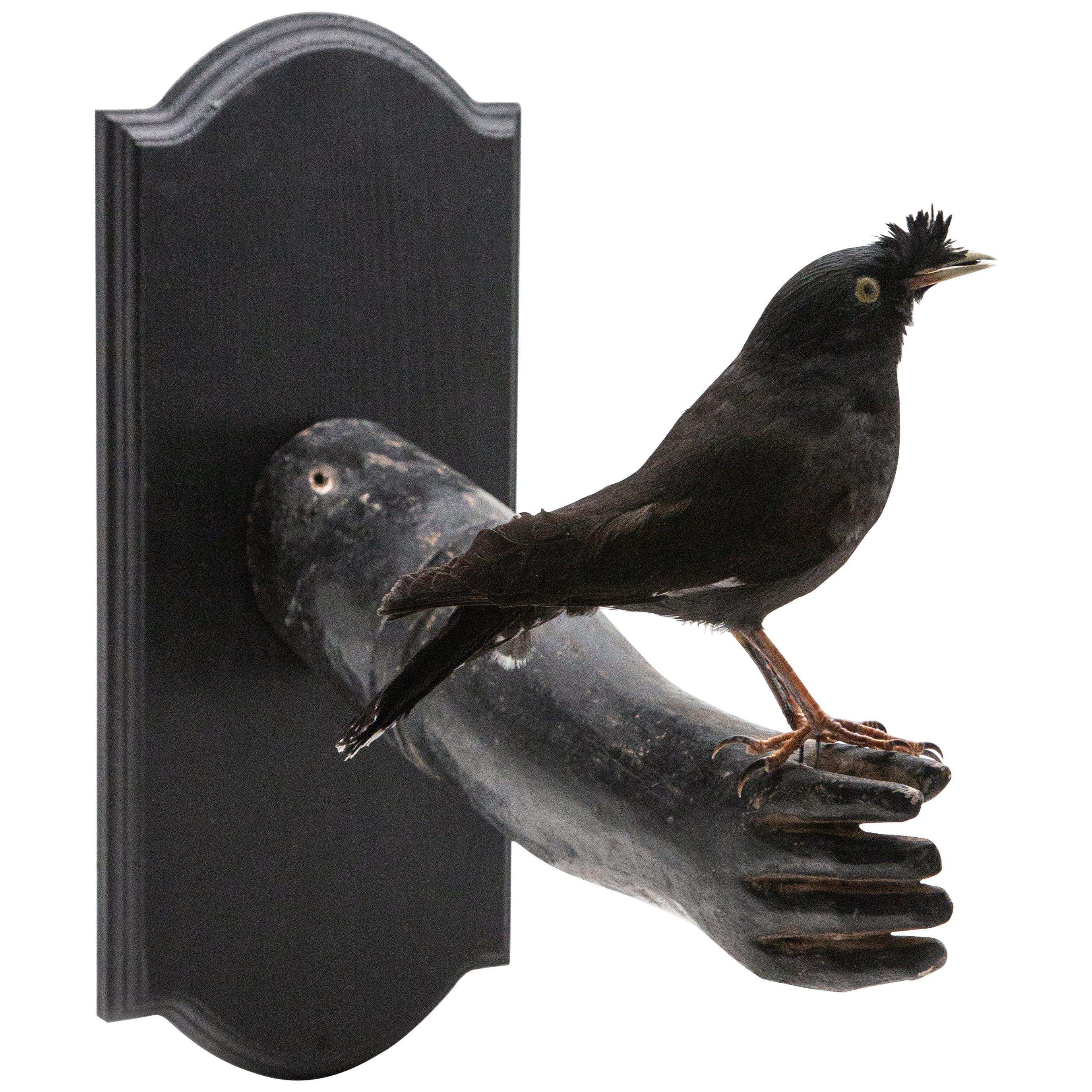 Black Bird Mounted on Antique Black Wood Arm