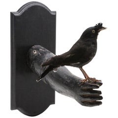 Black Bird Mounted on Vintage Black Wood Arm