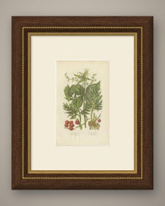 Black Briony and Butcher's Broom, Antique Botanical Plate, Pratt, circa 1873