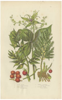 Black Briony and Butcher's Broom, Antique Botanical Plate, Pratt, circa 1873