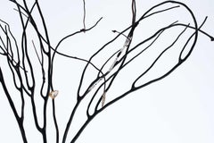 Black Coral on a Pyrite Crystal Base with a Fossil Seashell