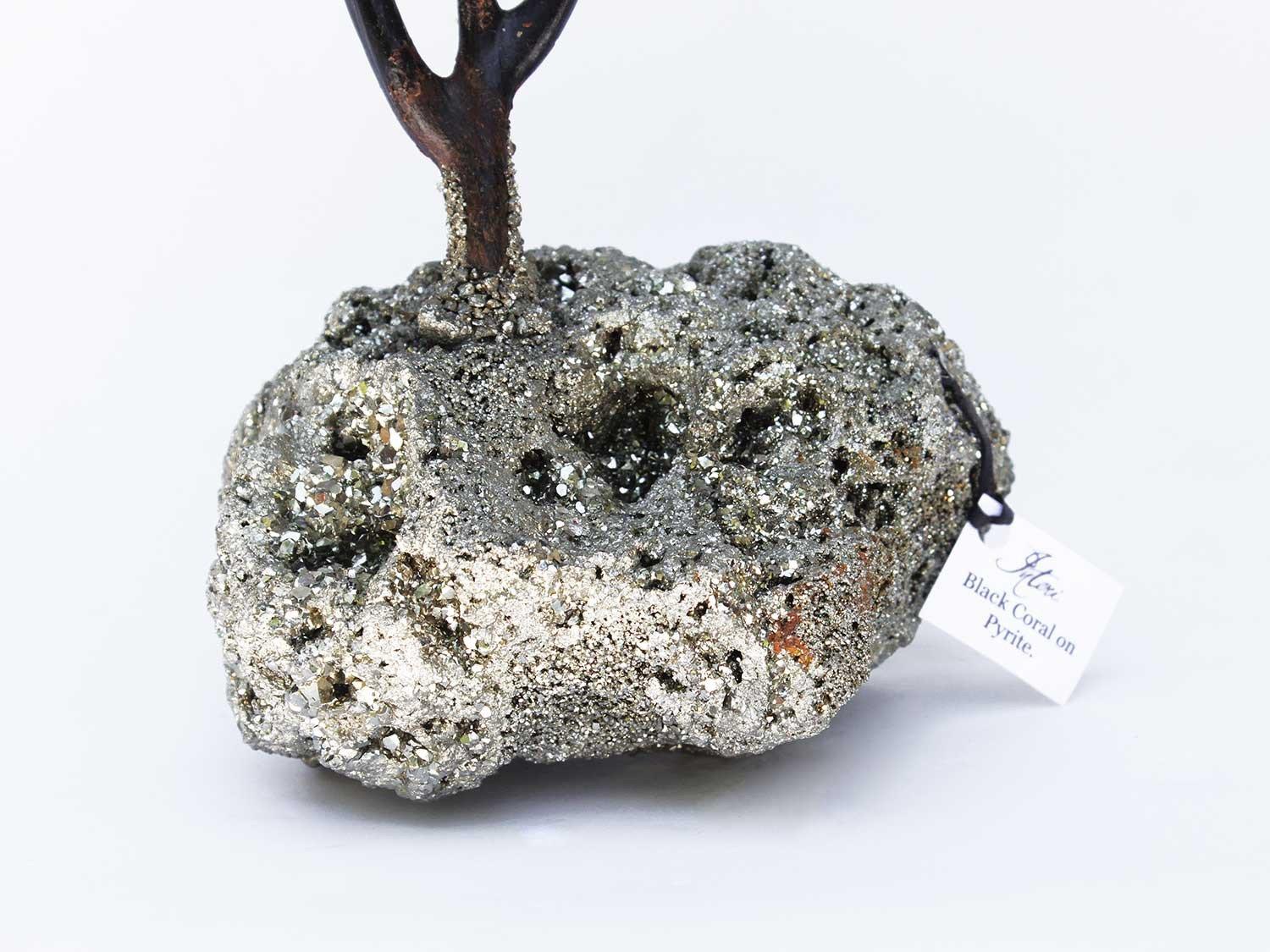 Schwarze Koralle auf einem Pyritkristallsockel mit einer Muschel aus Fossil (Organische Moderne) im Angebot