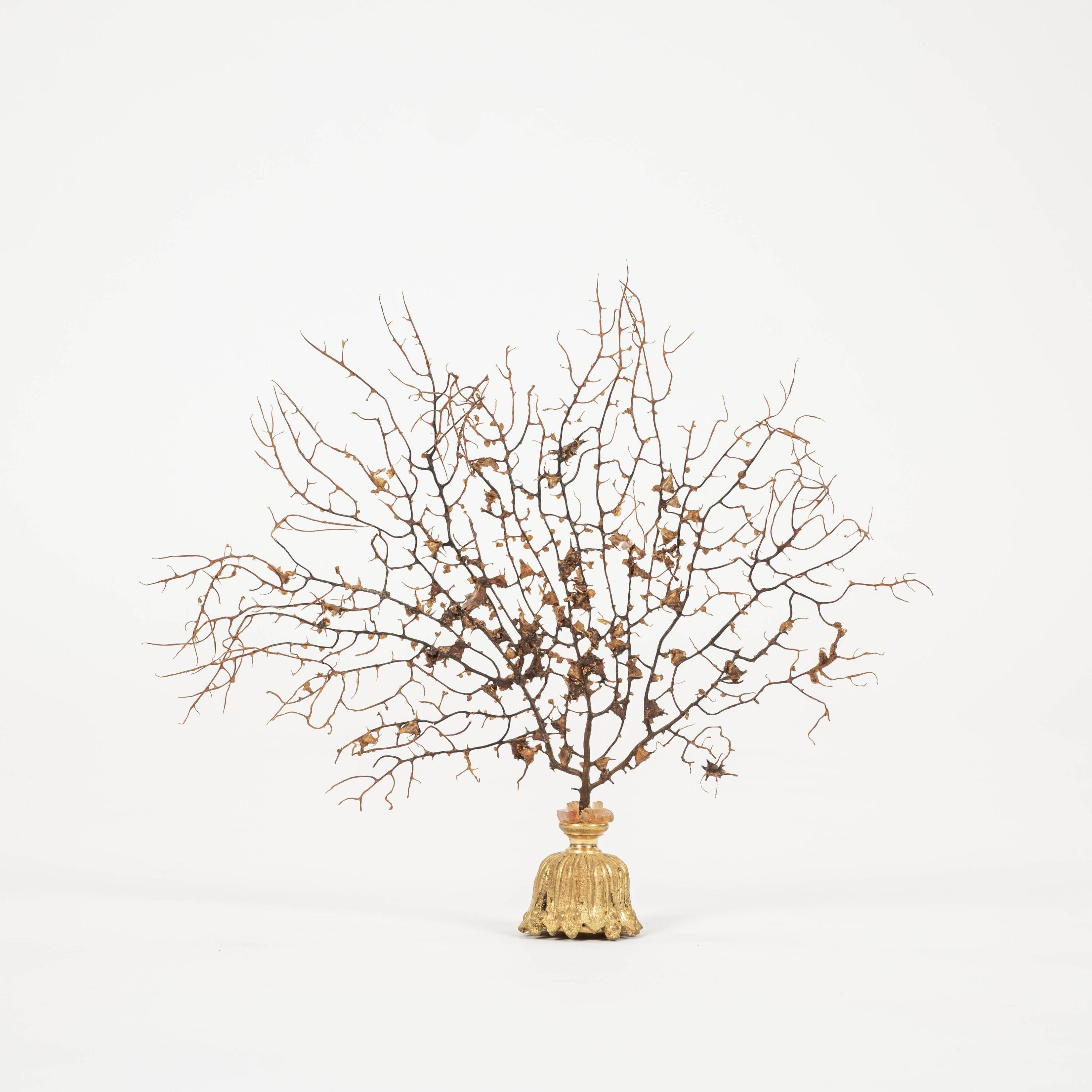 Eventail en dentelle de corail noir rehaussé de citrine naturelle, monté sur un fragment de bronze doré français du XIXe siècle. Il s'agit d'un bel objet d'art à ajouter à votre collection ou à votre cabinet.  

À la Renaissance, des cabinets d'art