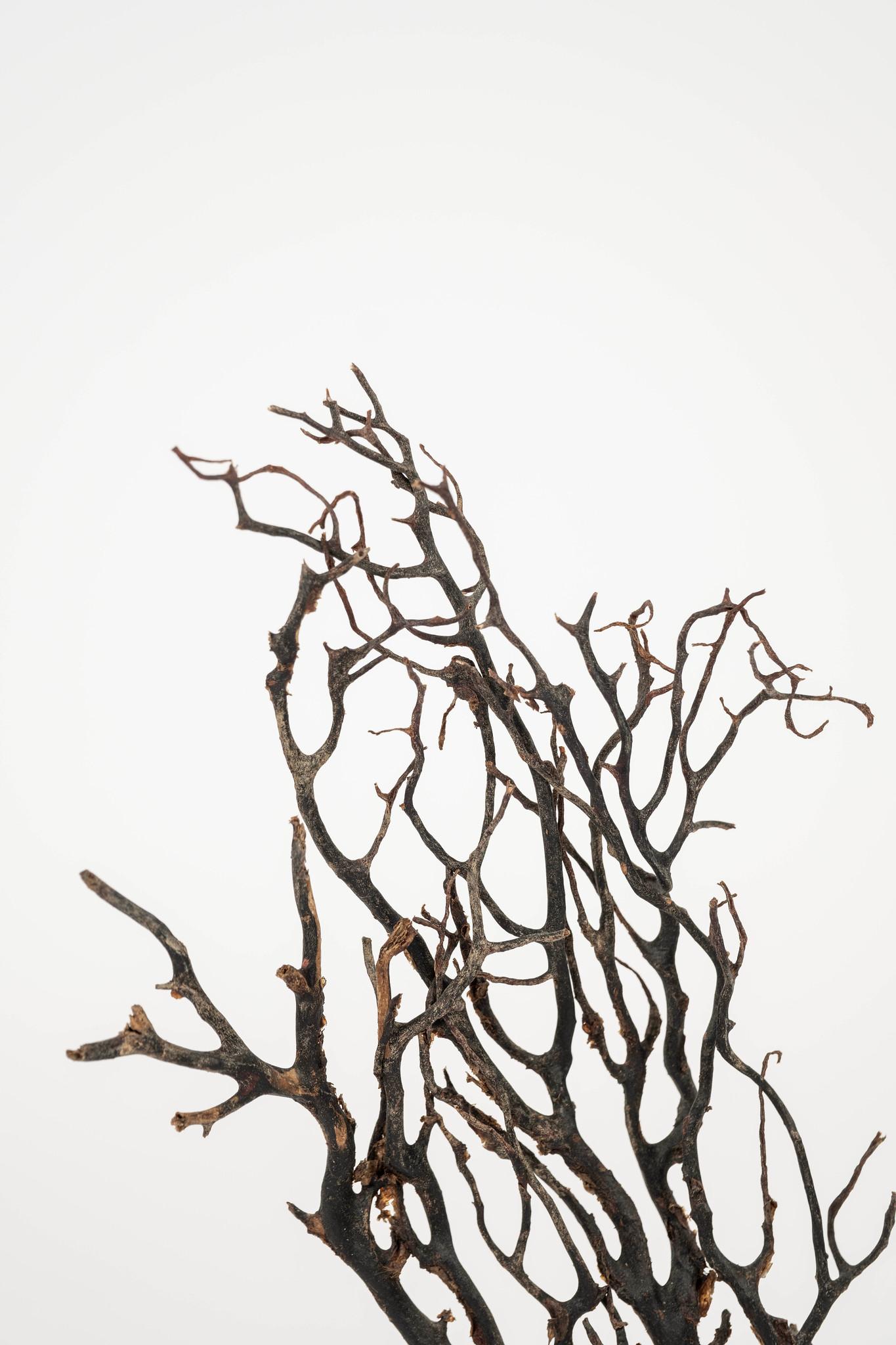 Bronze Sculpture d'éventail de mer en corail noir~ Fragment de bronze doré en vente