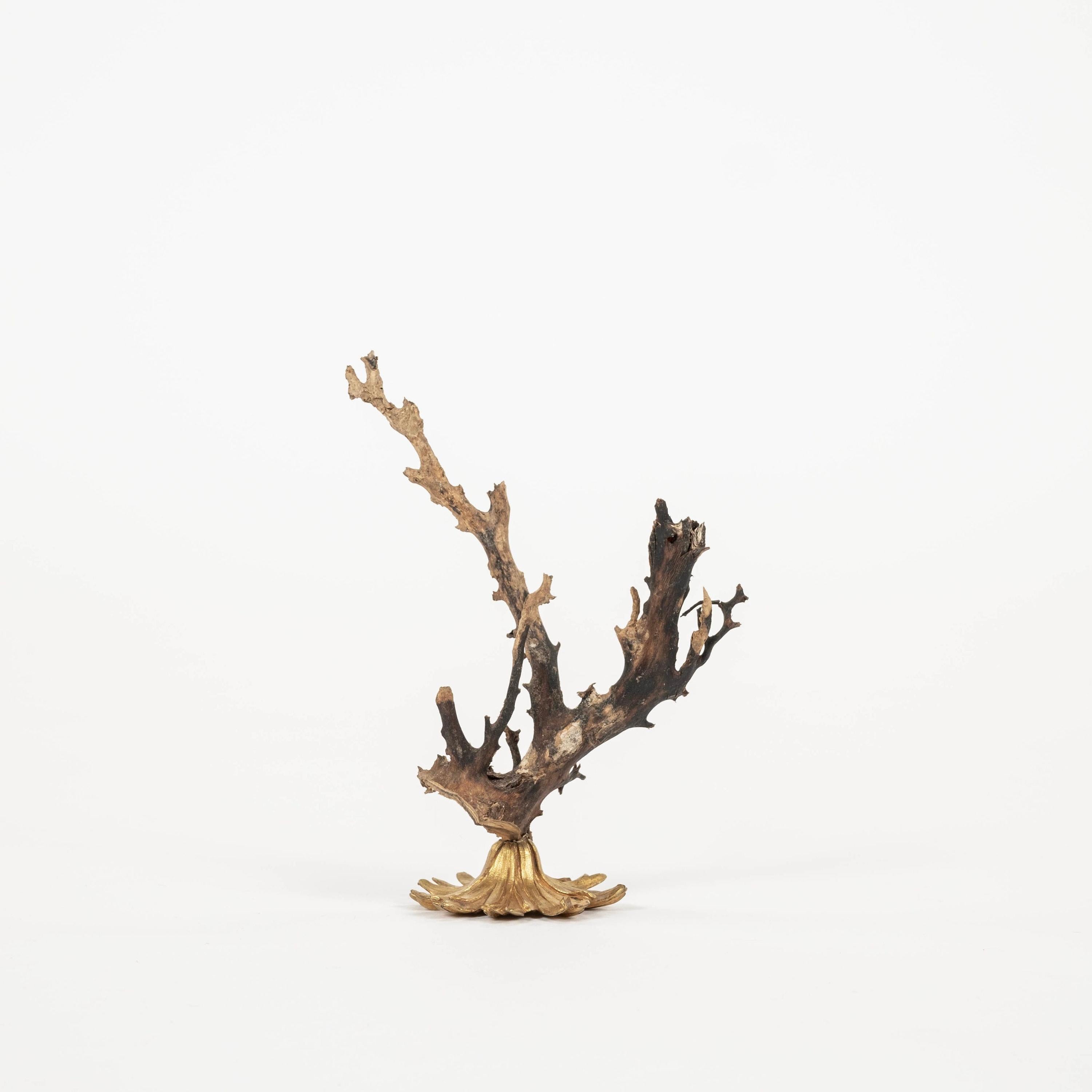 Eventail en corail noir monté sur un fragment de bronze doré français du XIXe siècle. Il s'agit d'un bel objet d'art à ajouter à votre collection ou à votre cabinet.  

À la Renaissance, des cabinets d'art et de curiosité ont été créés pour les
