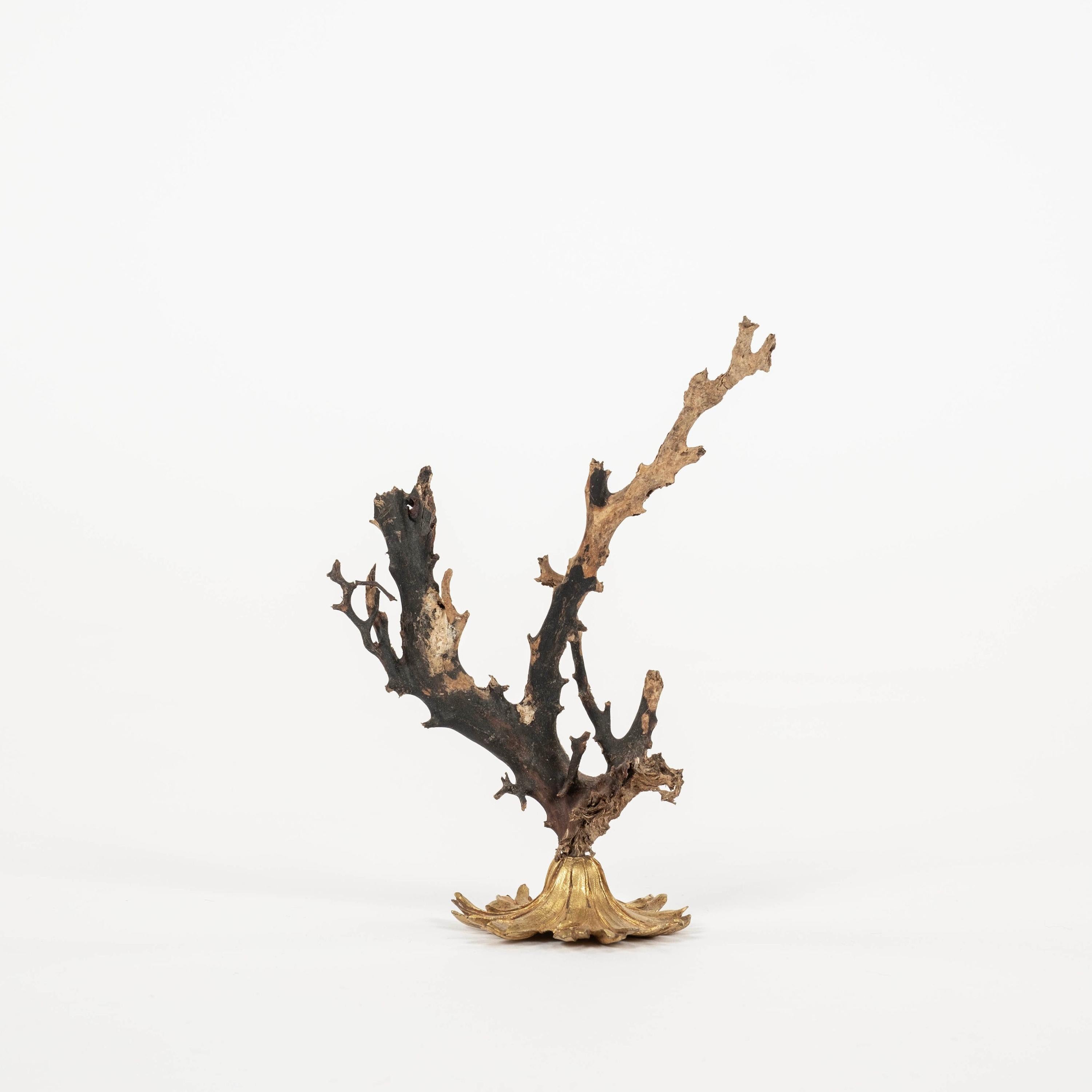 Sculpture d'éventail de mer en corail noir~ Fragment de bronze doré de Napoléon III Bon état - En vente à Houston, TX