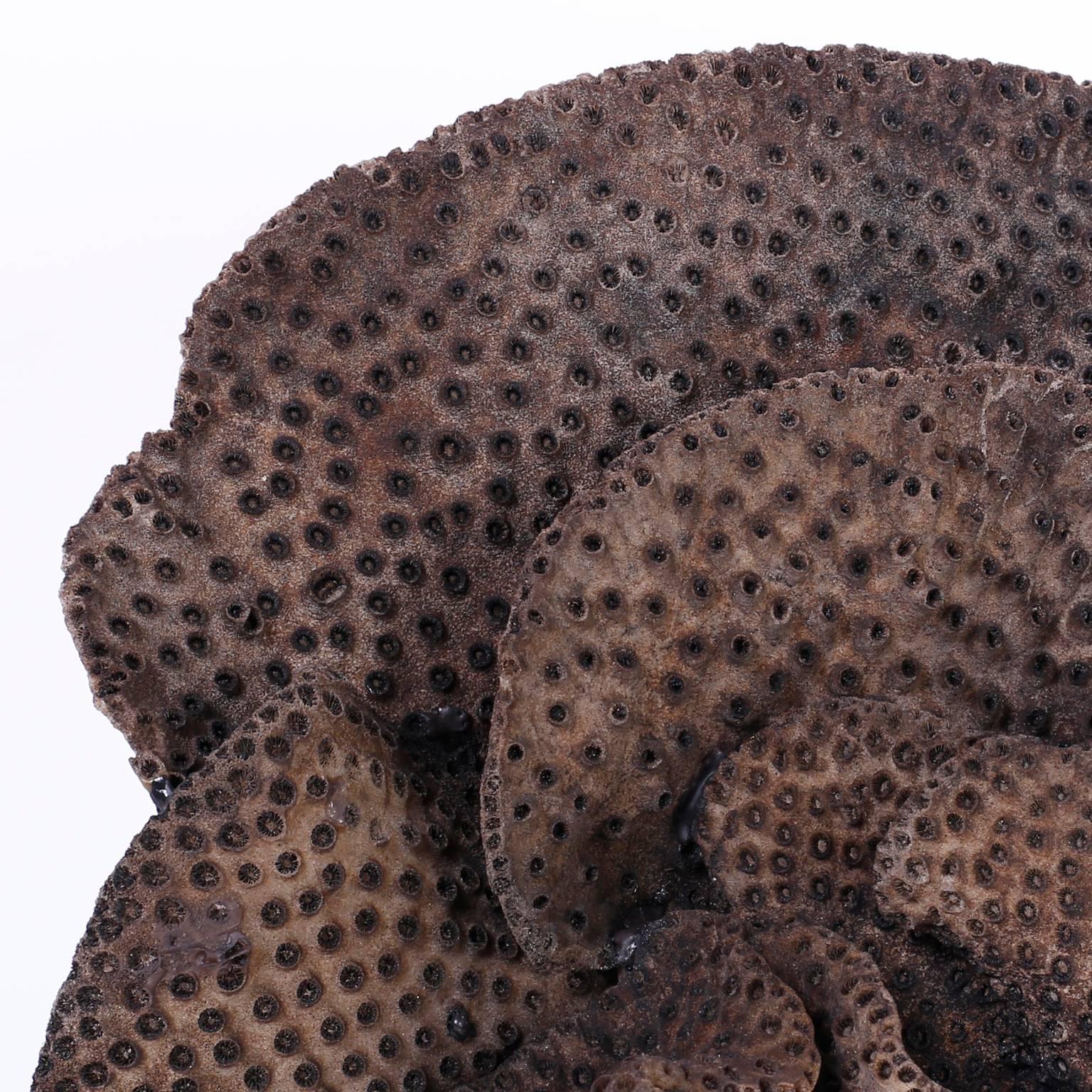 Korallen-Skulptur in schwarzer Tasse (Organische Moderne) im Angebot