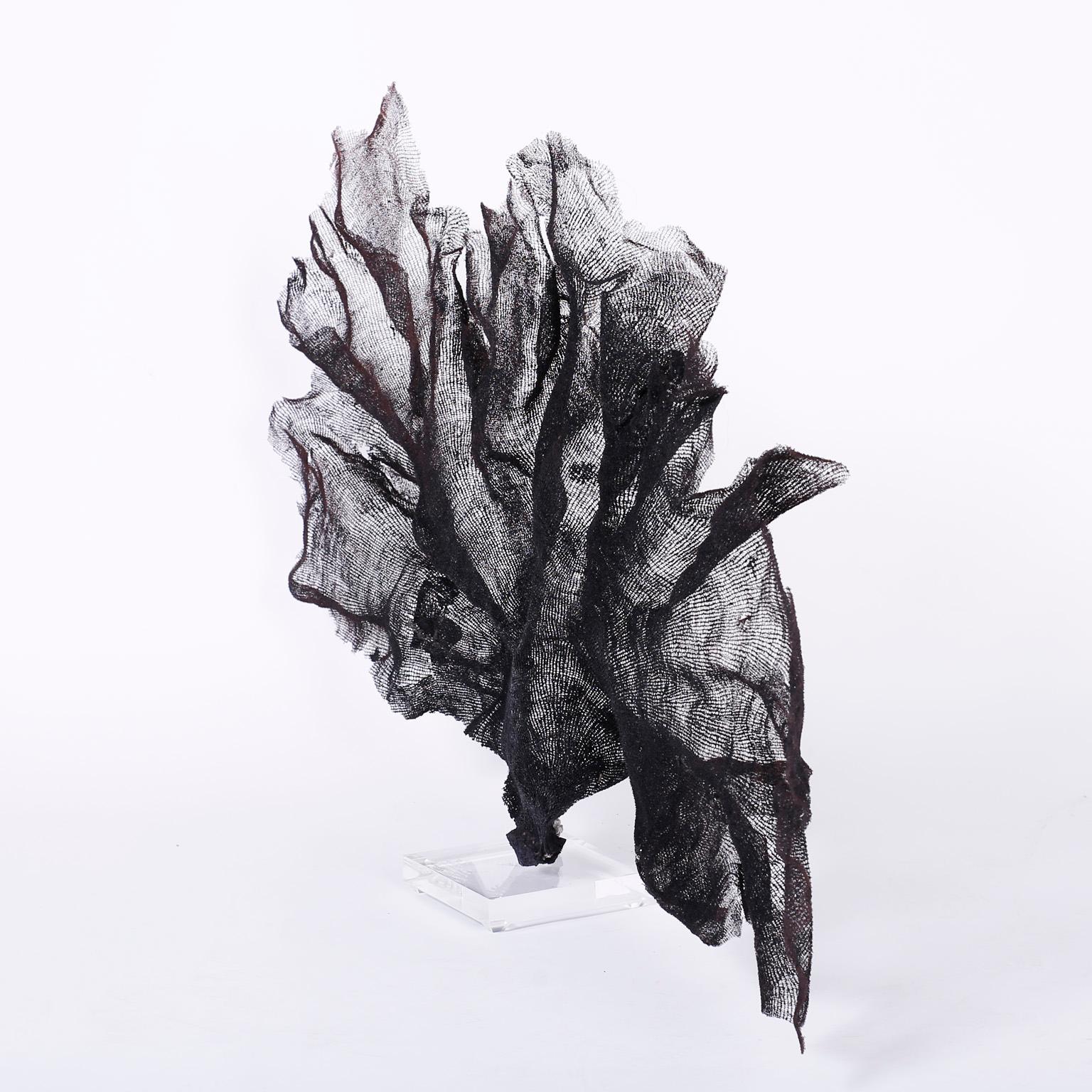 Impressive black sea fan with a poetic form and familiar fishnet texture. Mother Nature's sculptural prowess is on display here mounted on a Lucite base.