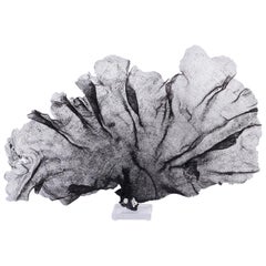 Black Fishnet Sea Sponge Fan on Lucite
