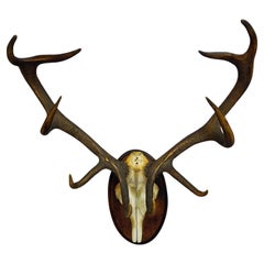Black Forest 10 Pointer Deer Trophy on Wooden Plaque 1909