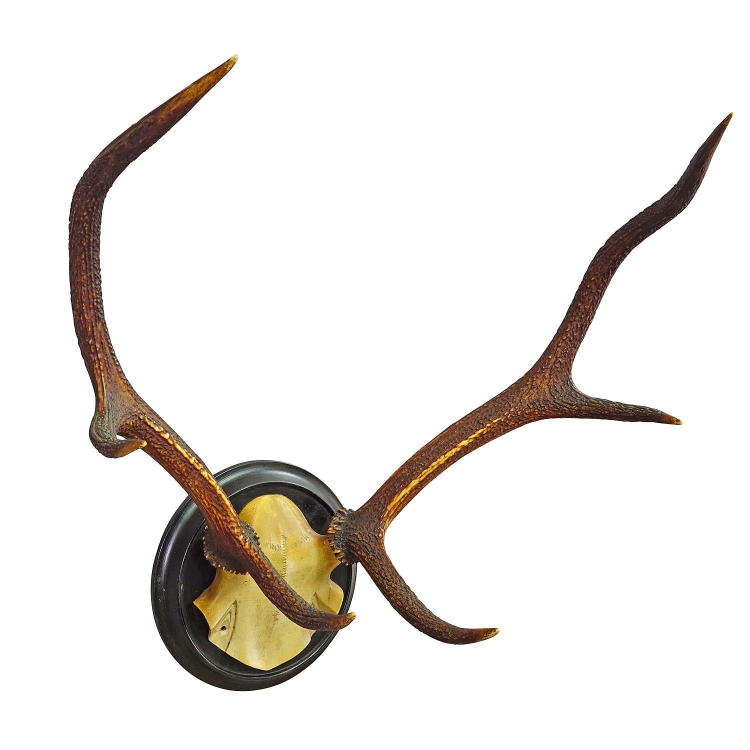 Trofeo Black Forest 10 Pointer Red Deer su placca di legno ca. 1900s
Articolo e7345
Un antico trofeo di cervo rosso di 10 anni (Cervus elaphus) proveniente dalla Black Forest. Il trofeo è stato girato intorno al 1900. Le grandi corna sono montate su