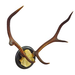Black Forest 10 Pointer Rotwild Trophäe auf Holztafel ca. 1900s
