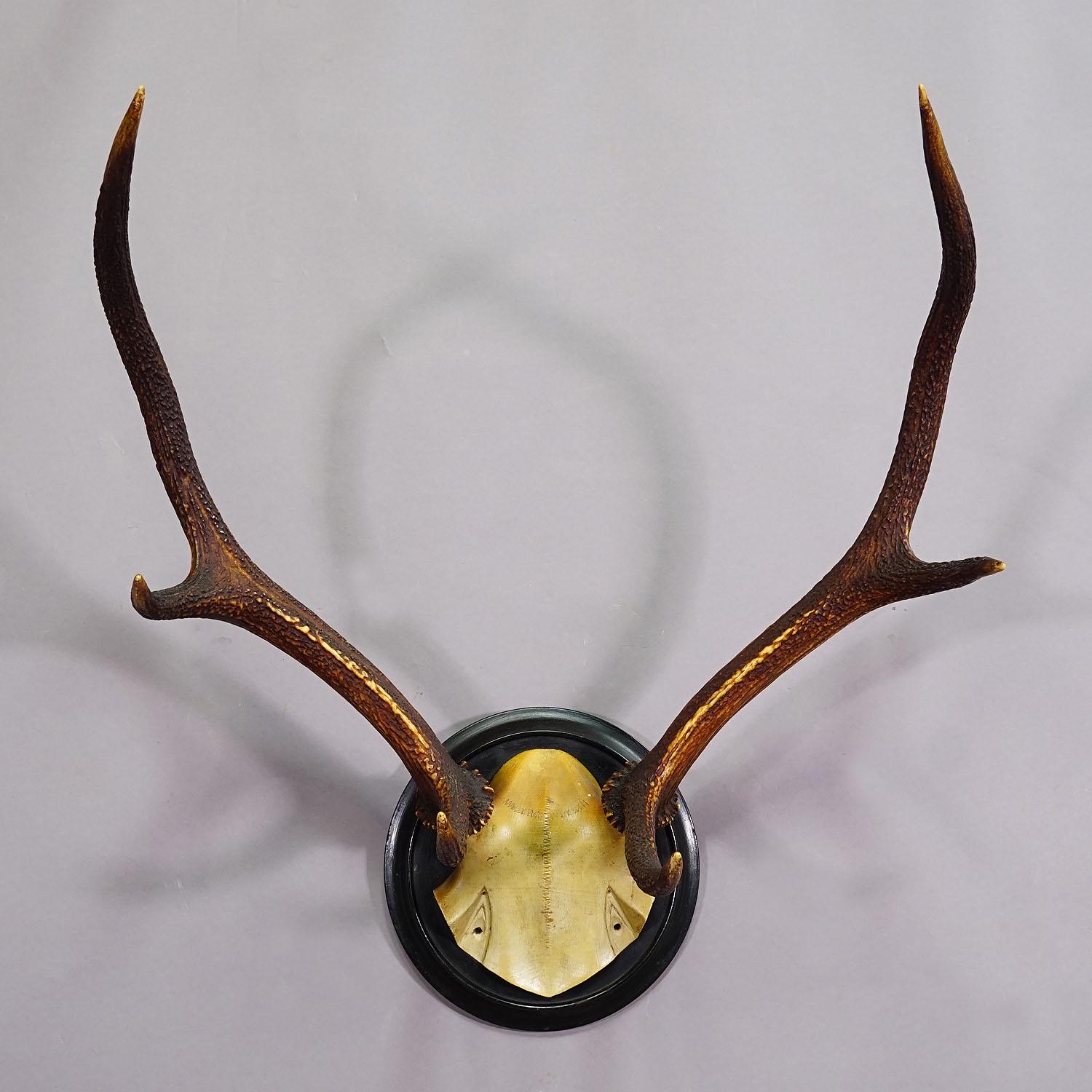 Foresta Nera Trofeo Black Forest 10 Pointer Red Deer su placca di legno ca. 1900s in vendita