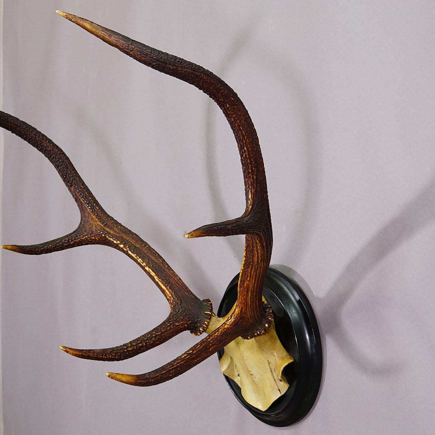 Tedesco Trofeo Black Forest 10 Pointer Red Deer su placca di legno ca. 1900s in vendita