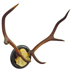 Trofeo Black Forest 10 Pointer Red Deer su placca di legno ca. 1900s
