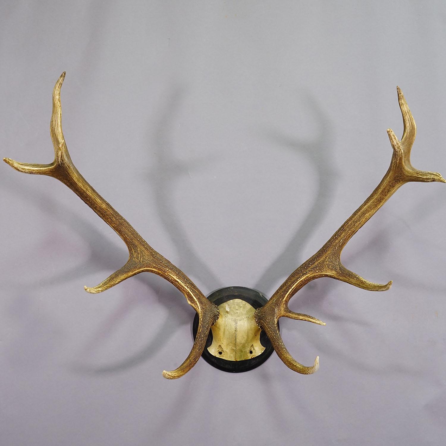 20th Century Black Forest 12 Pointer Deer Trophy on Wooden Plaque ca. 1900s For Sale