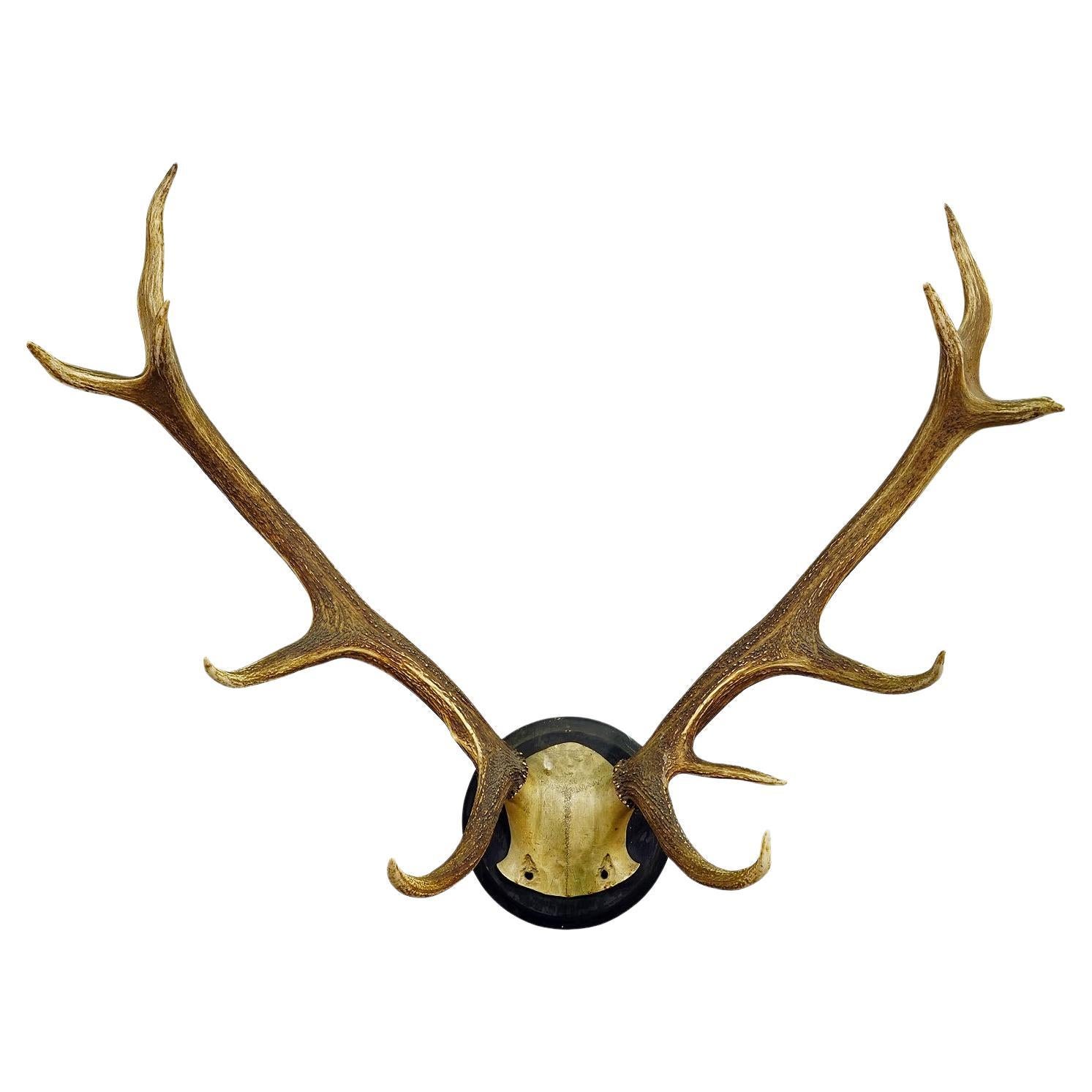 Black Forest 12 Pointer Deer Trophy on Wooden Plaque ca. 1900s For Sale