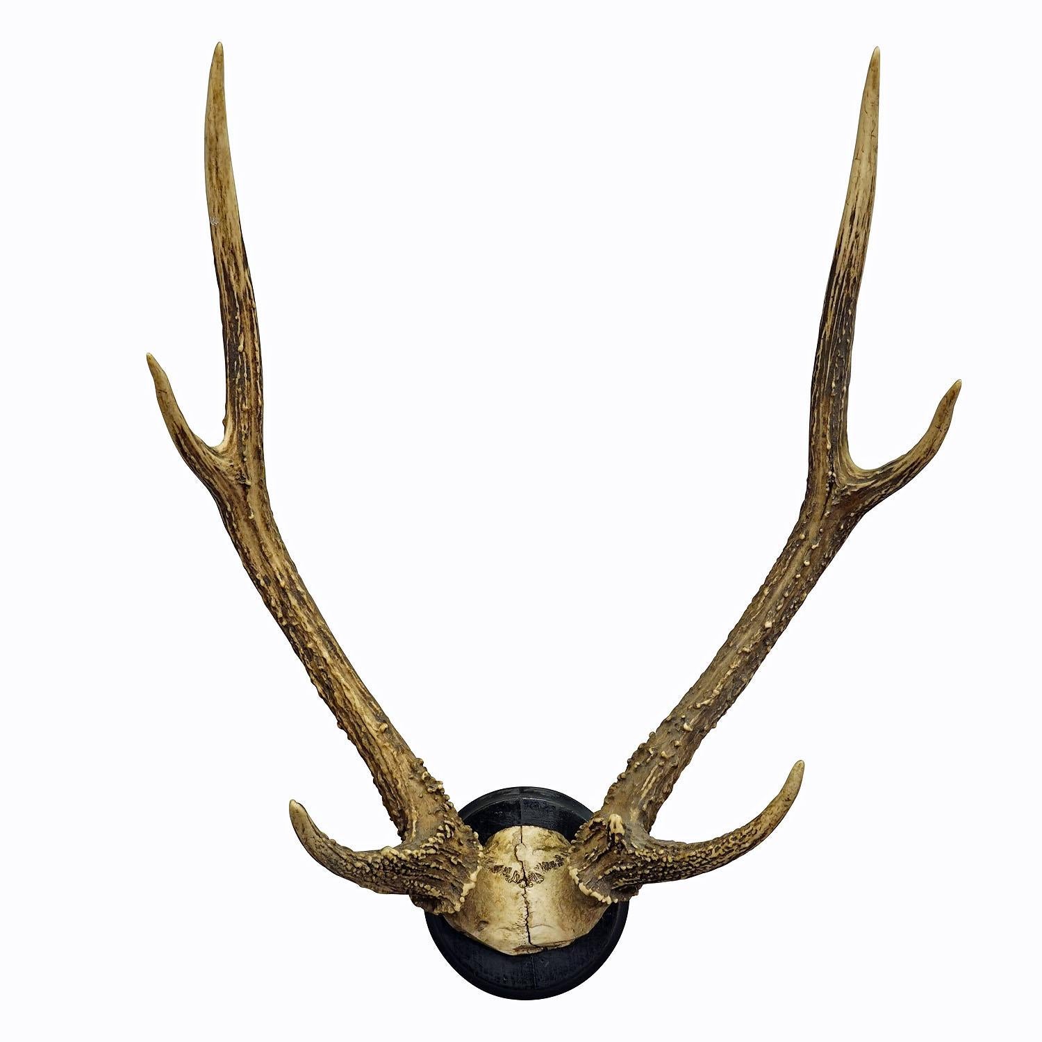 Black Forest 8 Pointer Deer Trophy on Wooden Plaque ca. 1900s

A great antique 8 pointer deer (Cervus elaphus) trophy from the Black Forest shot in Germany around 1900. The large antlers are mounted on a turned wall plaque with black