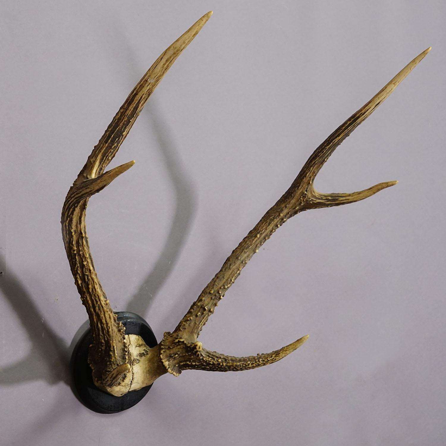 Black Forest 8 Pointer Deer Trophy on Wooden Plaque ca. 1900s In Good Condition For Sale In Berghuelen, DE