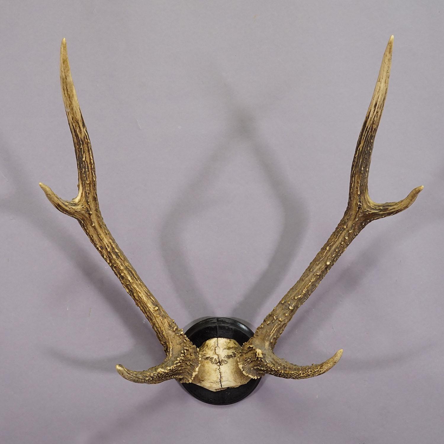 20th Century Black Forest 8 Pointer Deer Trophy on Wooden Plaque ca. 1900s For Sale
