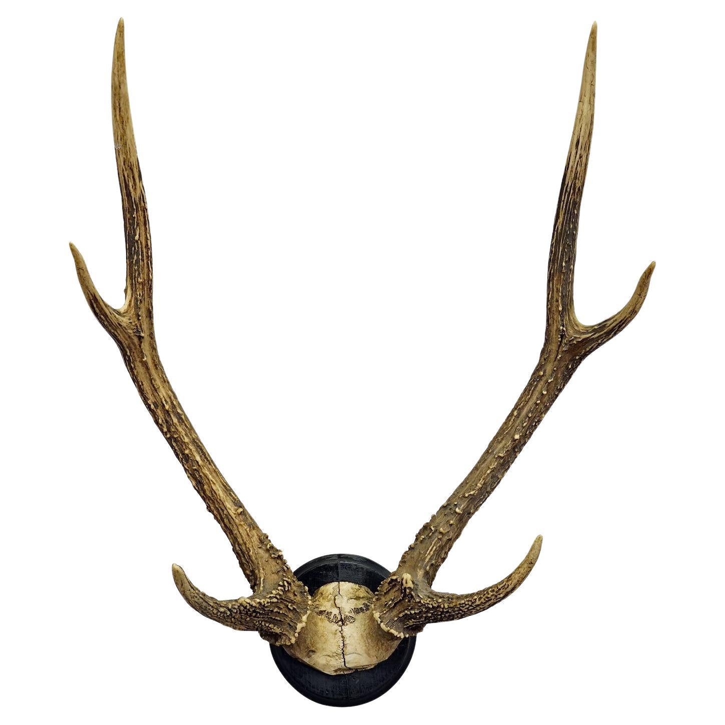 Black Forest 8 Pointer Deer Trophy on Wooden Plaque ca. 1900s