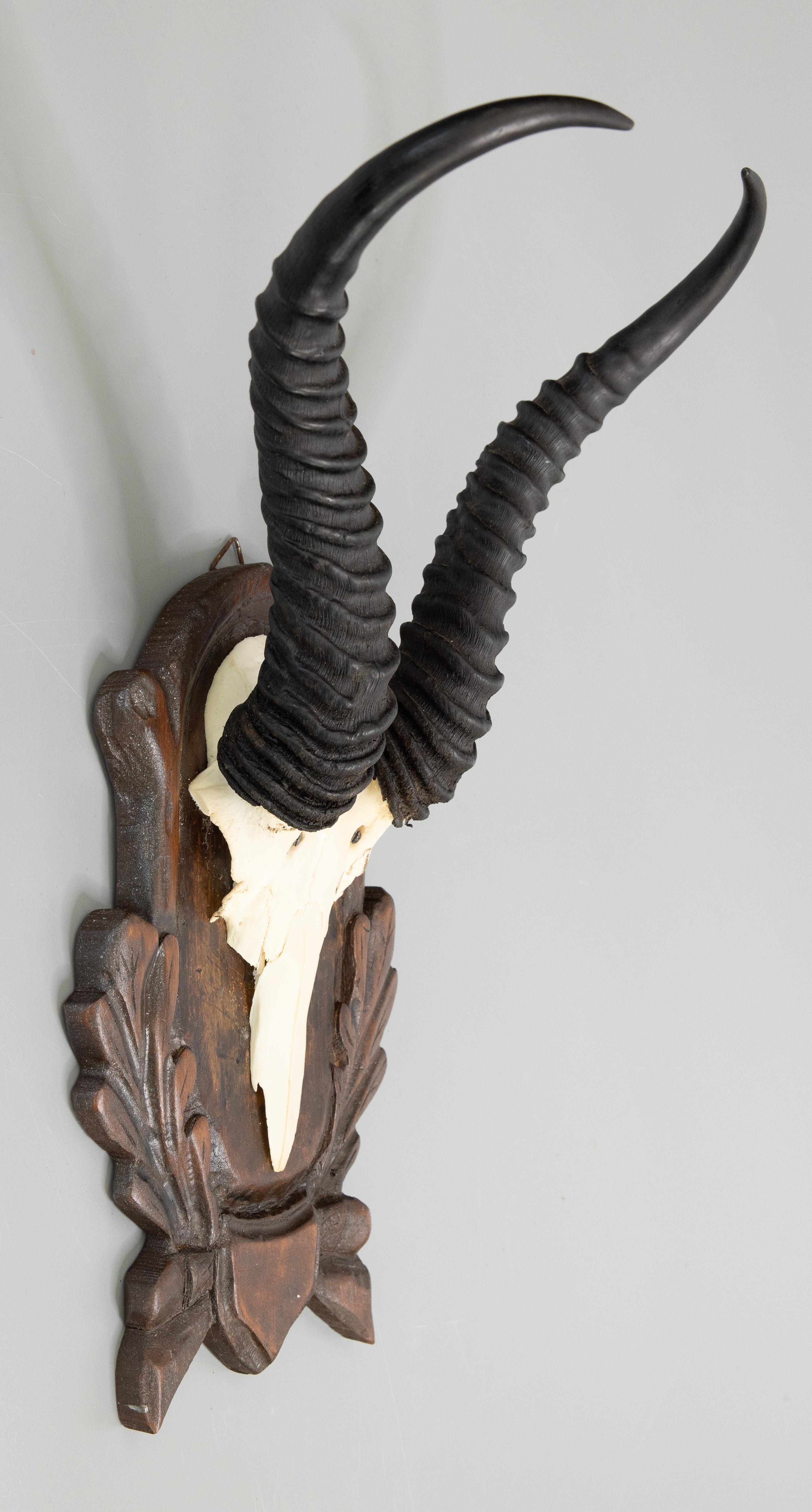 A fine antique early 20th century antelope or gazelle antler horns hunting trophy on a hand carved Black Forest plaque. The plaque is hand carved with oak leaves, acorns, and branches and the horns are a nice large Size. It's perfect for a study and