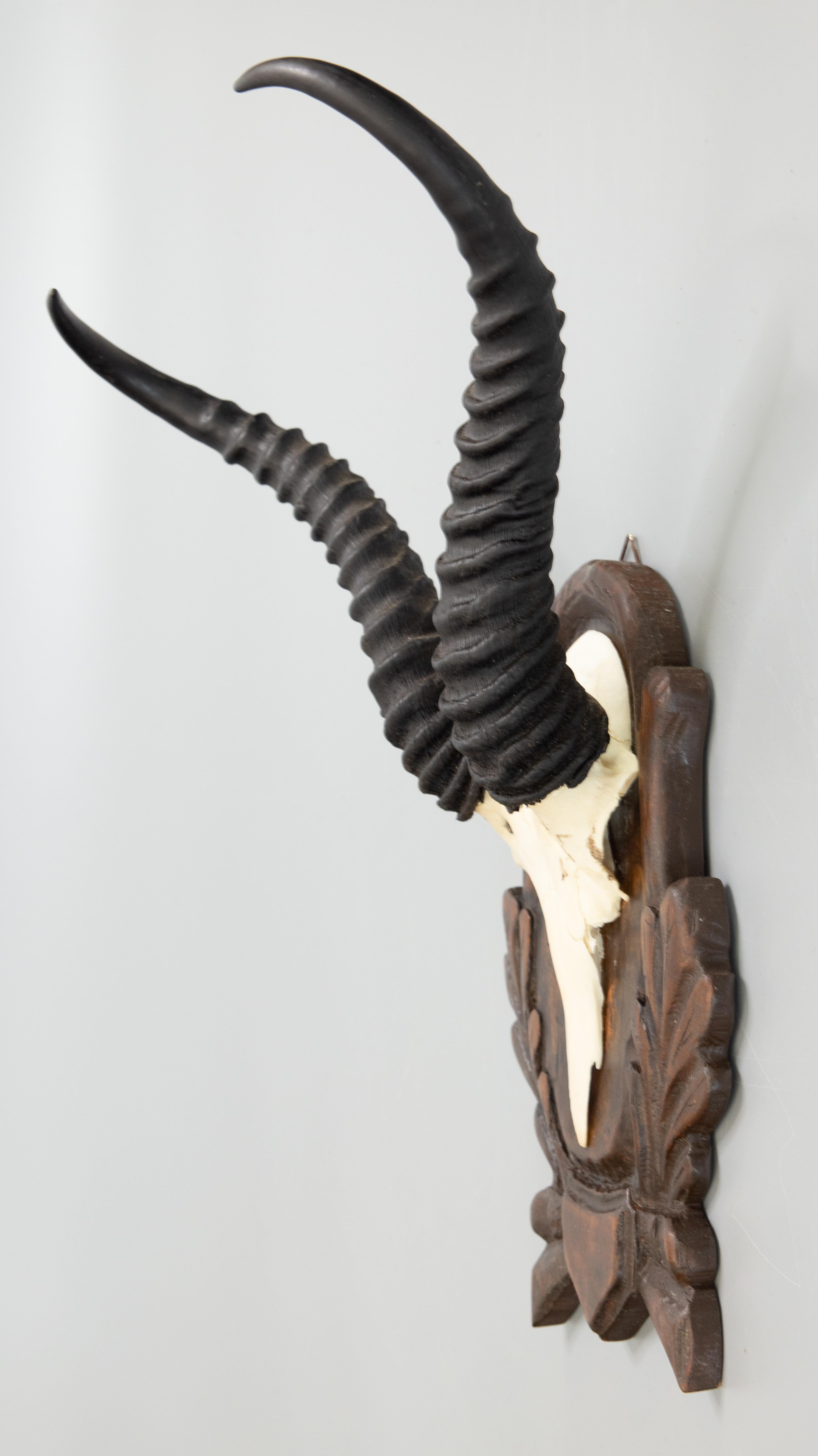 Black Forest Antelope Horns Hunting Trophy Mount In Good Condition In Pearland, TX