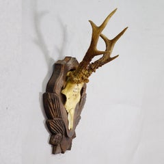Black Forest Antique Roe Deer Trophy on Carved Plaque 1931