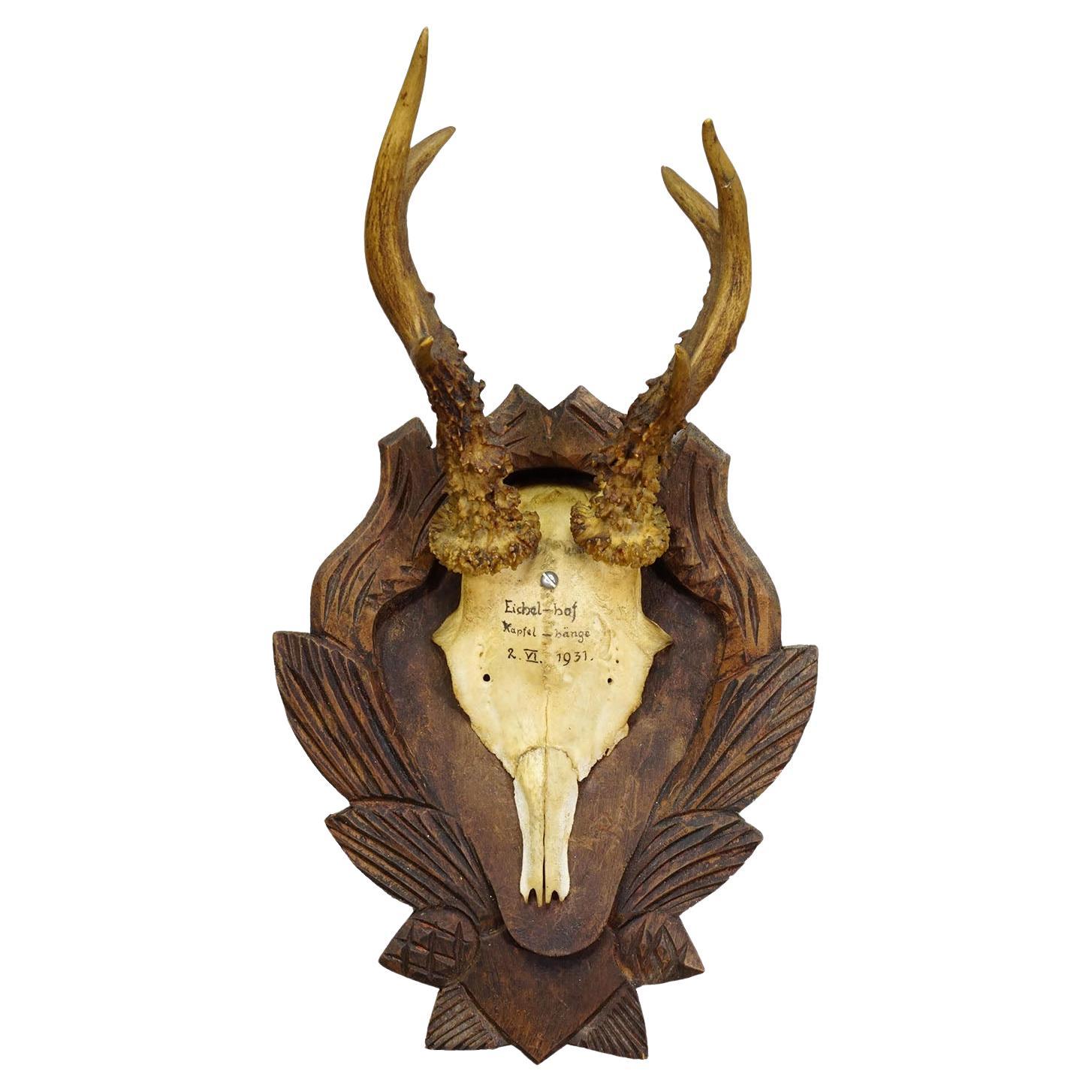 Black Forest Trophée antique de chevreuil sur plaque sculptée 1931