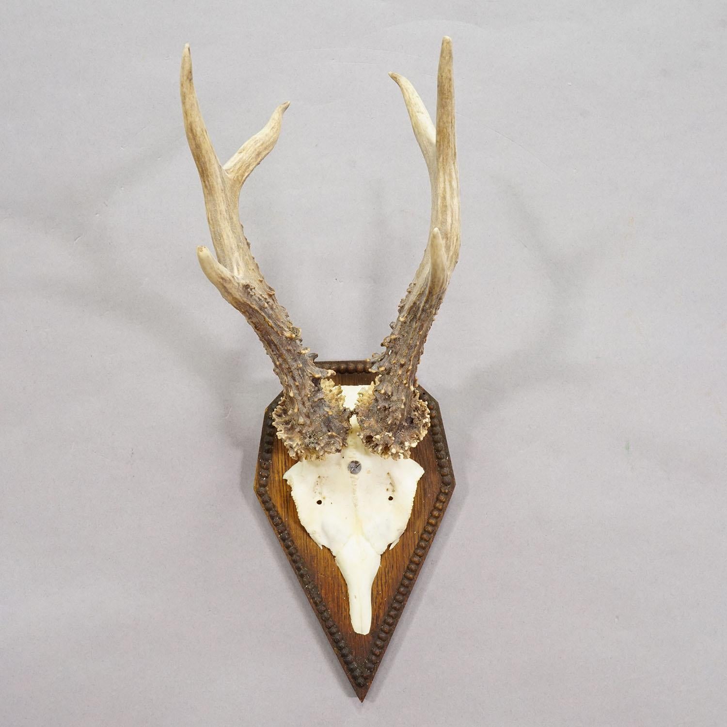 Black Forest Antike Reh-Trophäe auf geschnitzter Plakette 1940er Jahre

Eine historische Trophäe eines Rehs (Capreolus capreolus) auf einer geschnitzten Holztafel. Die Trophäe wurde in den 1940er Jahren in Deutschland gedreht. Guter