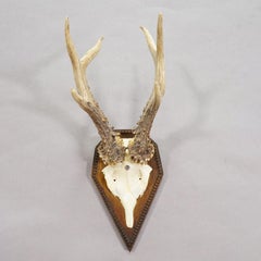 Black Forest Antique Roe Deer Trophy on Carved Plaque 1940s