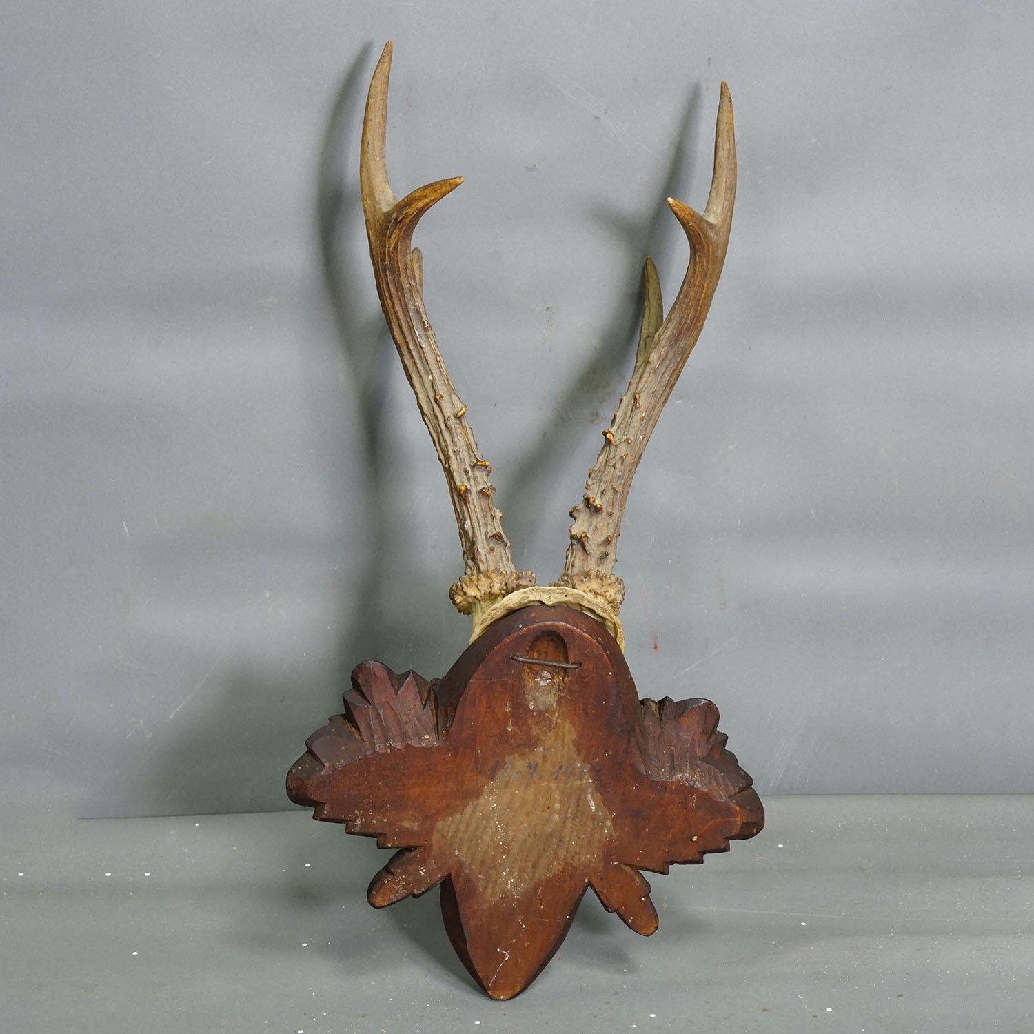 Schwarzwald Antike Reh-Trophäe auf geschnitzter Plakette, Deutschland 1940er Jahre im Angebot 1