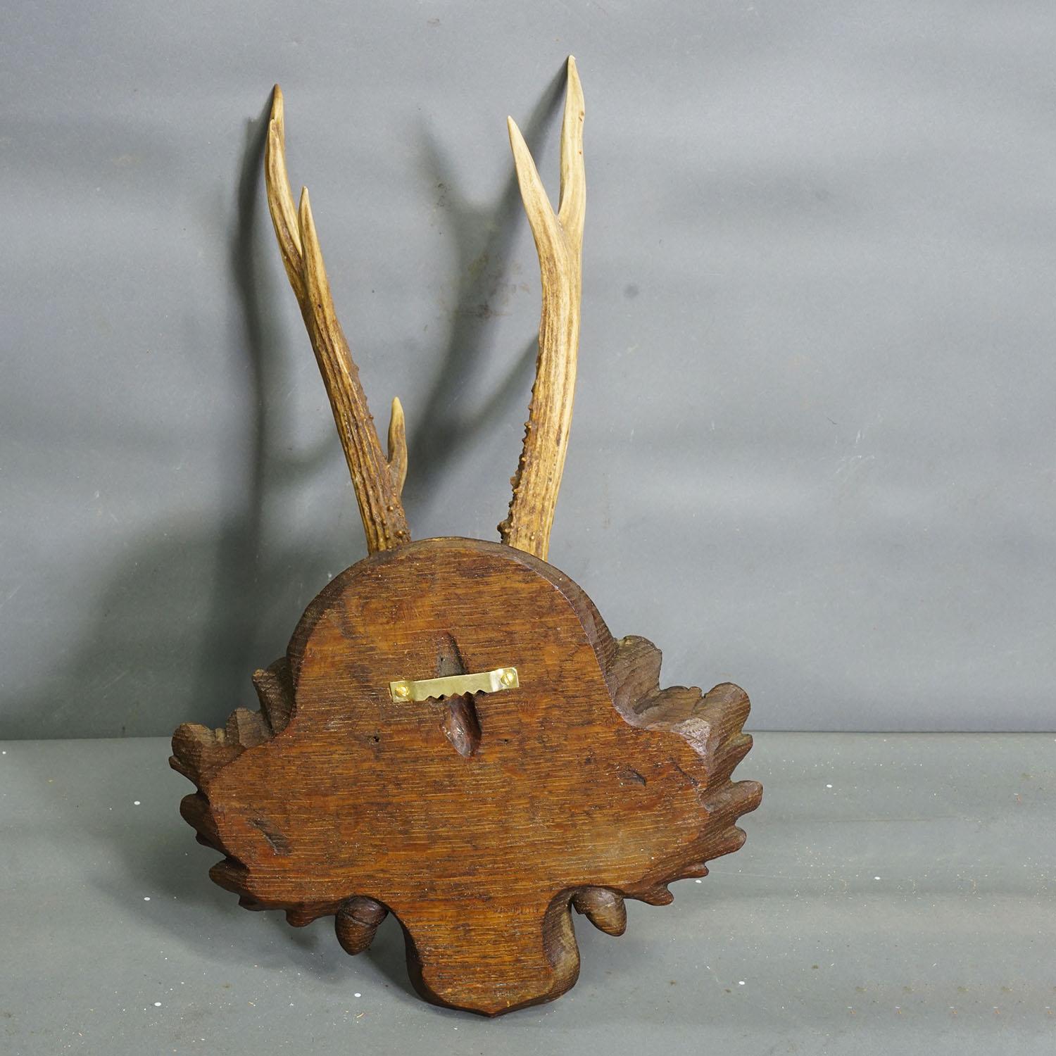 Schwarzwald Antike Reh-Trophäe auf geschnitzter Plakette, Deutschland 1940er Jahre im Angebot 1